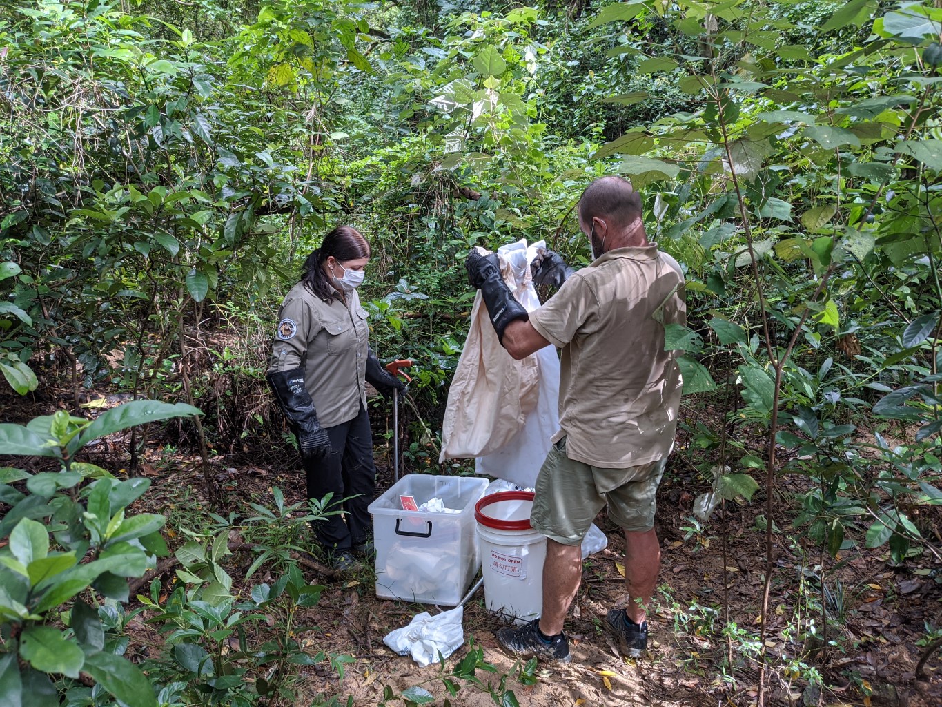 本園野生蛇類拯救計劃的職員，在天然林地野放蛇類後檢查蛇袋。