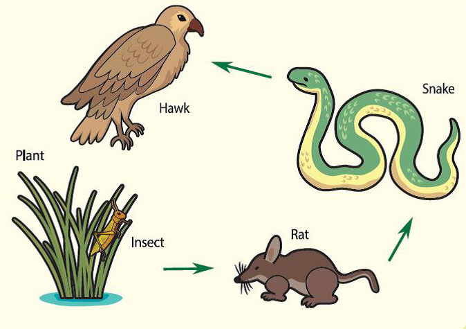 Food Chain Concept Diagram Grasshopper Fox Idea Vector Grasshopper ...