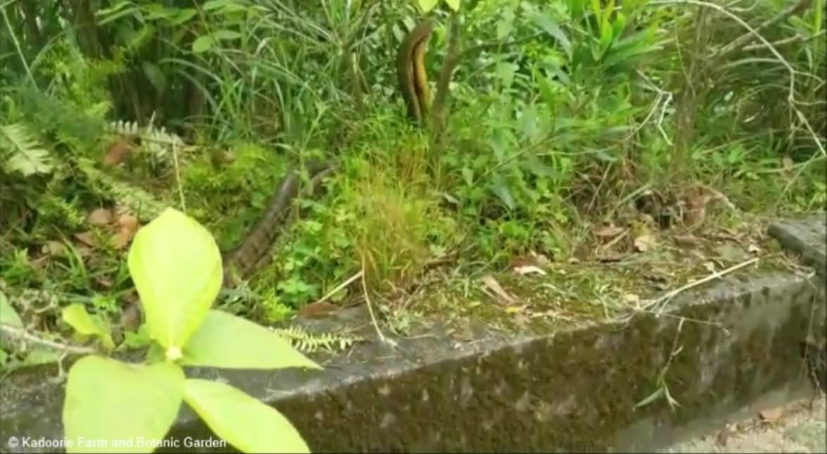 嘉道理農場暨植物園董事會主席麥哥利先生在觀音山的山坡上發現了兩條年輕眼鏡王蛇成體。