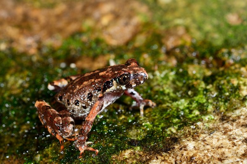 New amphibian species discovered in Yunnan’s Gaoligongshan | KFBG Blog ...