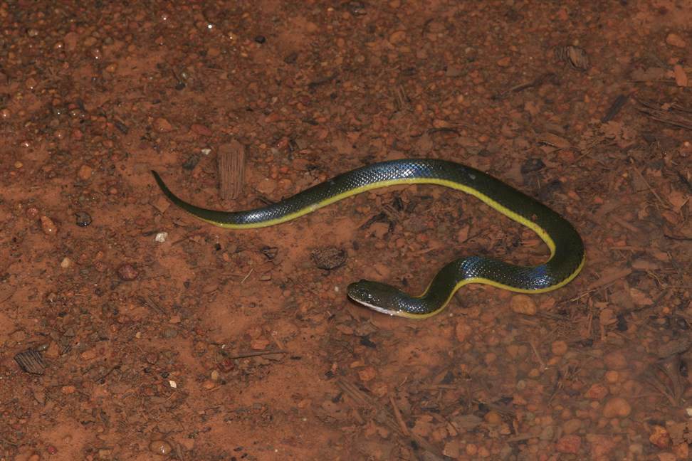 Grey Water Snake - Hypsiscopus plumbea