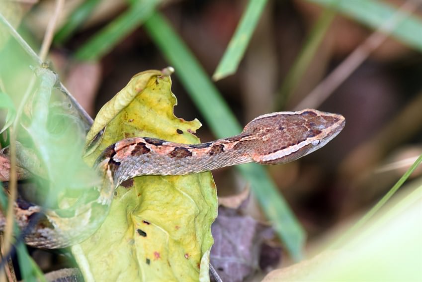 Malayan Pit Viper (Calloselasma rhodostoma), which hunts lizards and rodents for lunch, is not easy to find at our project site.