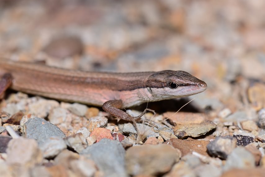 南草蜥（Takydromus sexlineatus），在廣東一帶又稱“草龍”，常被抓來喂飼鳥類。