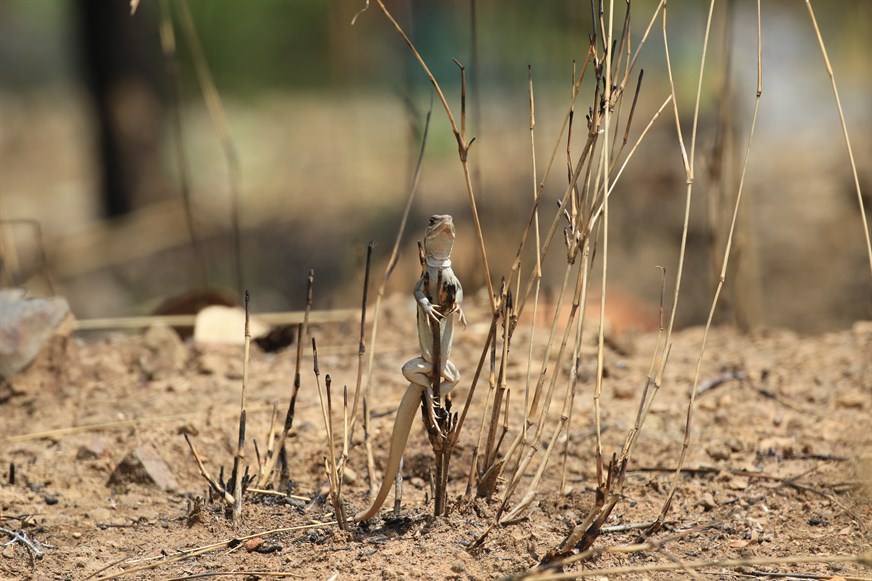 Red-banded Butterfly Lizard (Leiolepis rubritaeniata) is a ground-dwelling species. Four species in this genus can reproduce asexually, a characteristic found in some primitive species that allow growth and development of embryos to occur without fertilization by sperm.