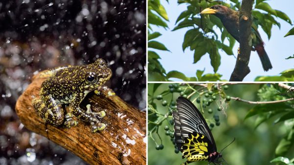 自然探秘生態導賞團： 入門版