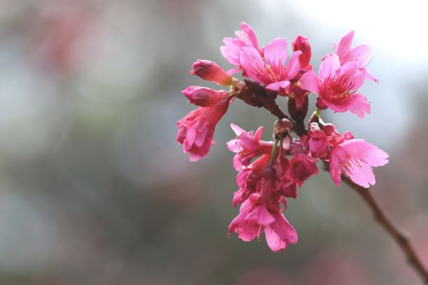 Meet the Chinese New Year Beauty Queens  KFBG Blog::Kadoorie Farm and  Botanic Garden