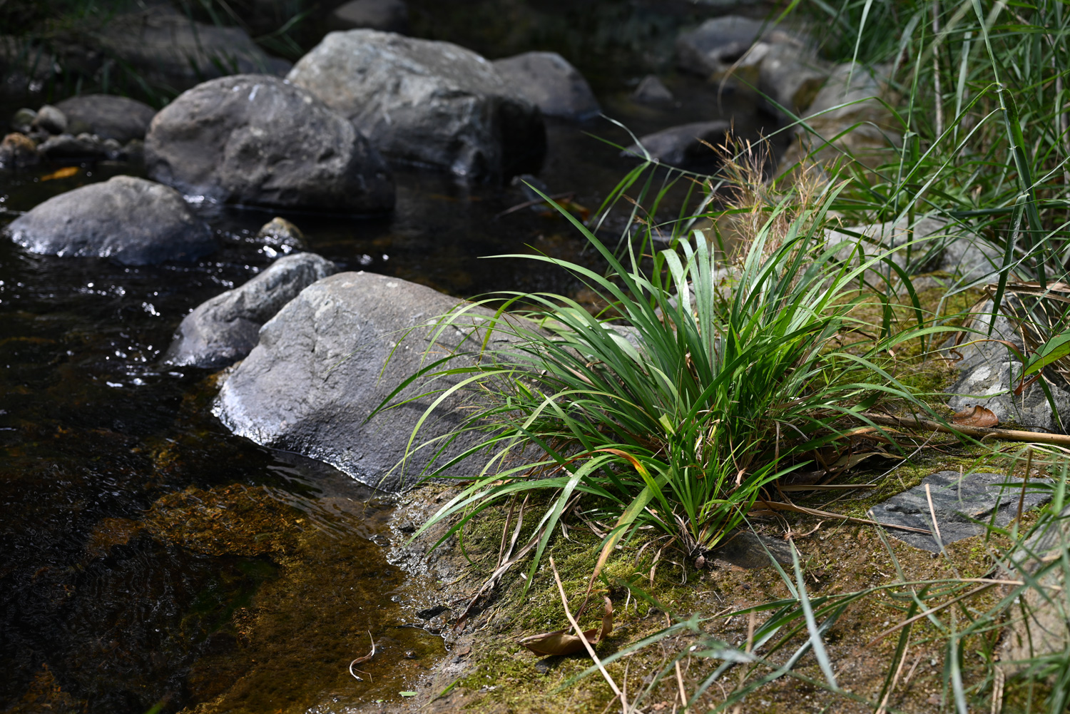 Grass-leaved Sweet Flag