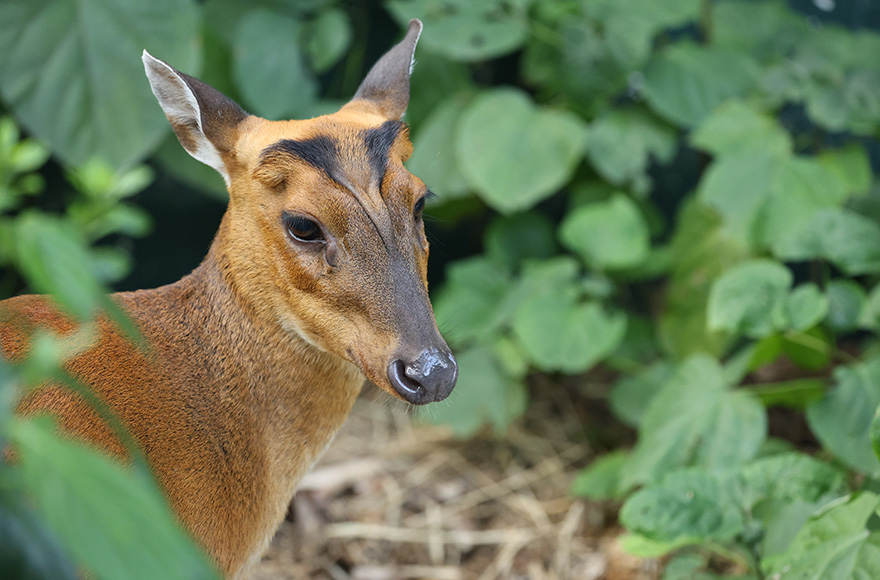 Our resident barking deers, Didi and Sasa