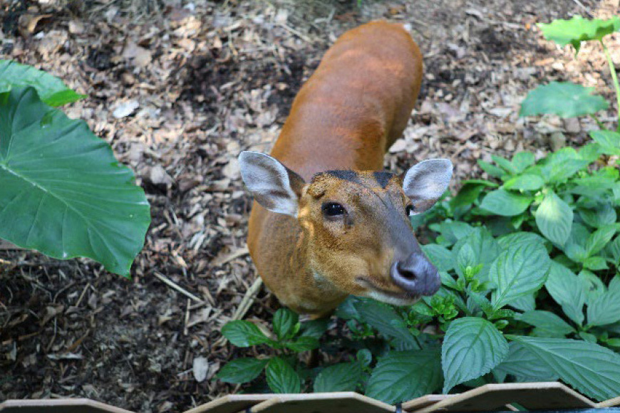 Our resident barking deers, Sasa