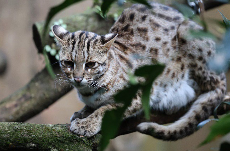 Lula the leopard cat