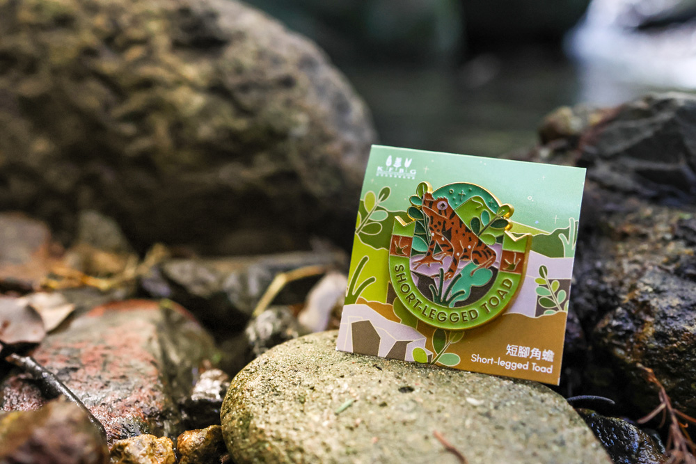 The Short-legged Toad pin on its backing card, standing among wet stream boulders