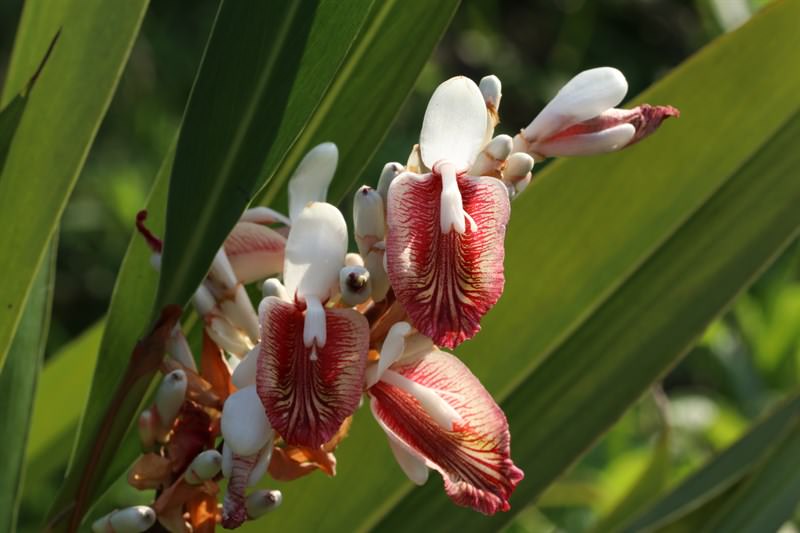 India Galangal (Alpinia calcarata)