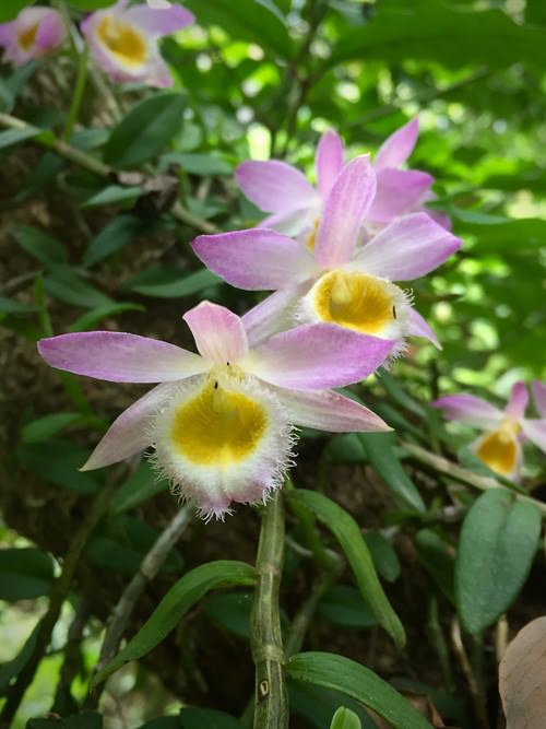 Loddiges's Dendrobium (Dendrobium loddigesii)