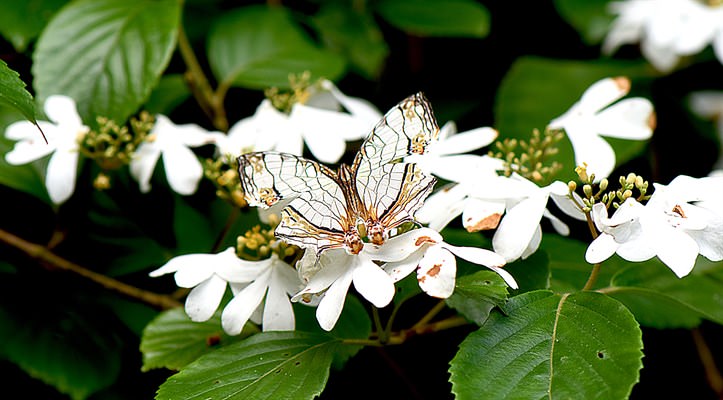 Mapwing (Cyrestis thyodamas)