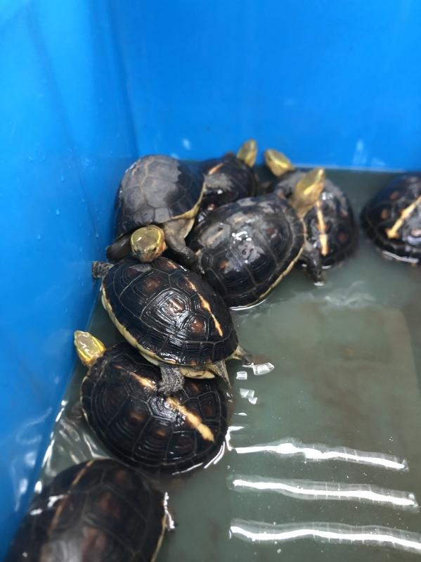 Nine Endangered Borneo River Turtles Hatch at Dresden Zoo - ZooBorns