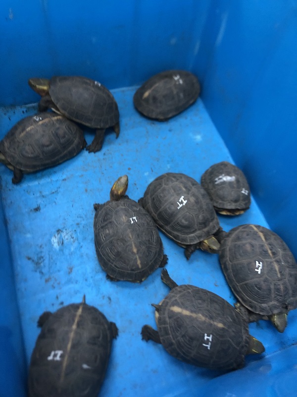 Nine Endangered Borneo River Turtles Hatch at Dresden Zoo - ZooBorns