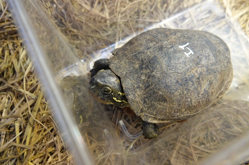 KFBG finds a new home in Europe for 55 smuggled endangered turtles