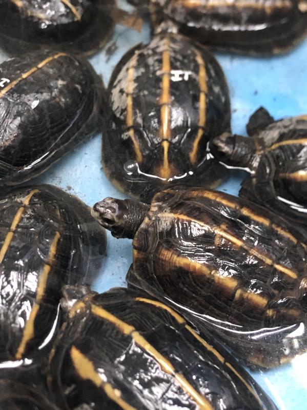 KFBG finds a new home in Europe for 55 smuggled endangered turtles and ...