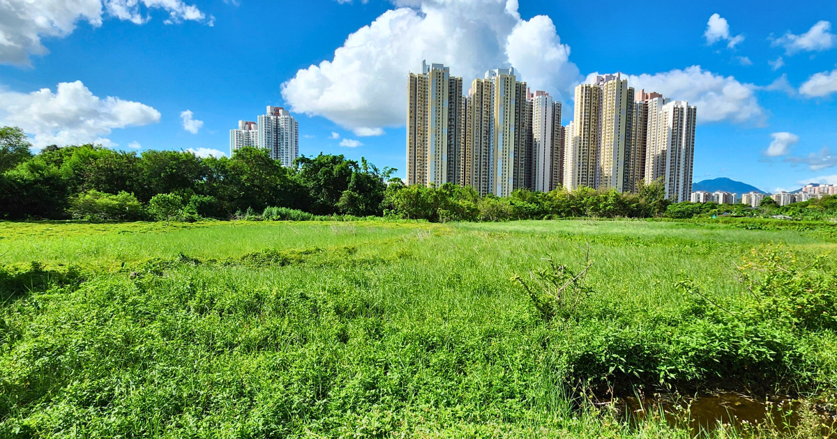 Fallow farmland overgrown with vegetation, with residential towers rising behind