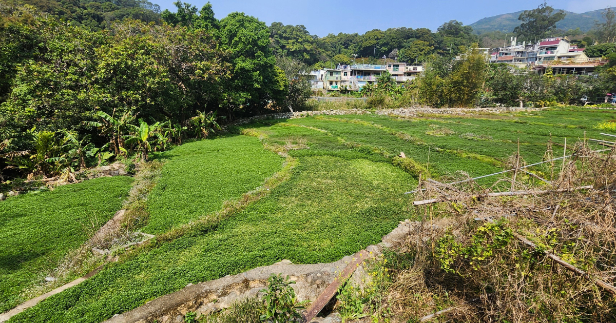 Terraced vegetable beds beside a New Territories village, backed by wooded hills