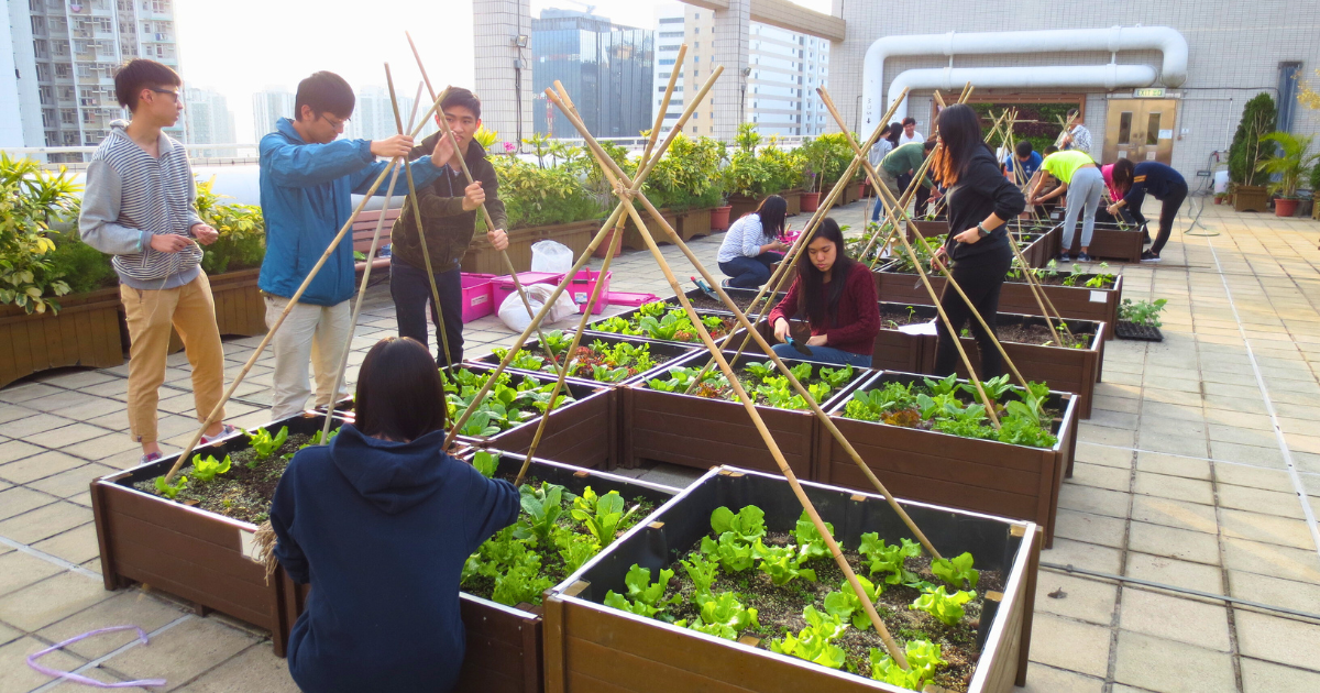 Participants tending lettuces in raised planter boxes on a building rooftop, with residential towers behind