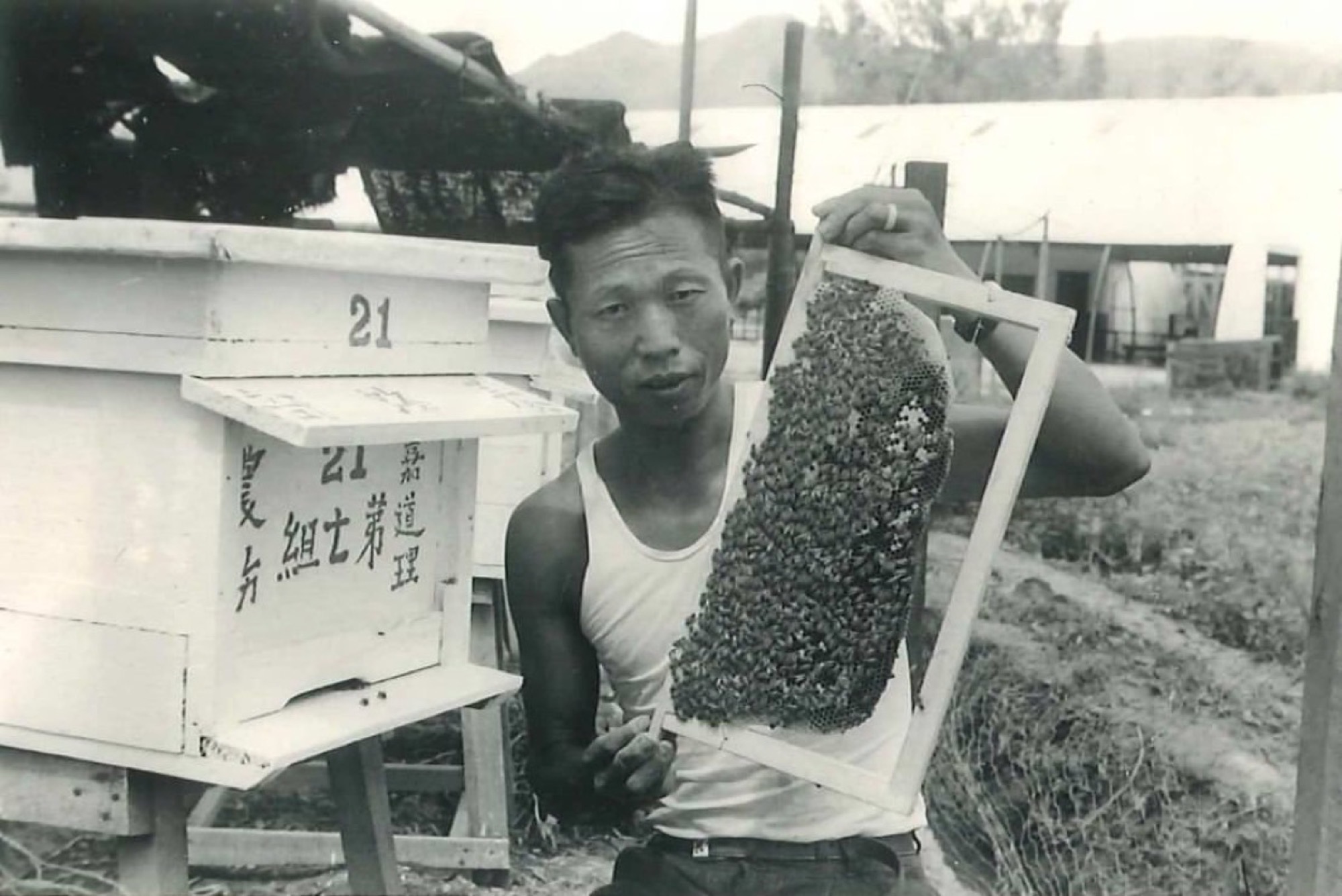 A farm worker holding up a honeycomb frame beside hives marked with the Kadoorie name