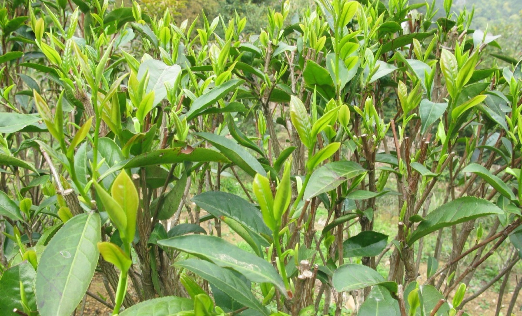 茶樹叢冒出嫩綠新芽