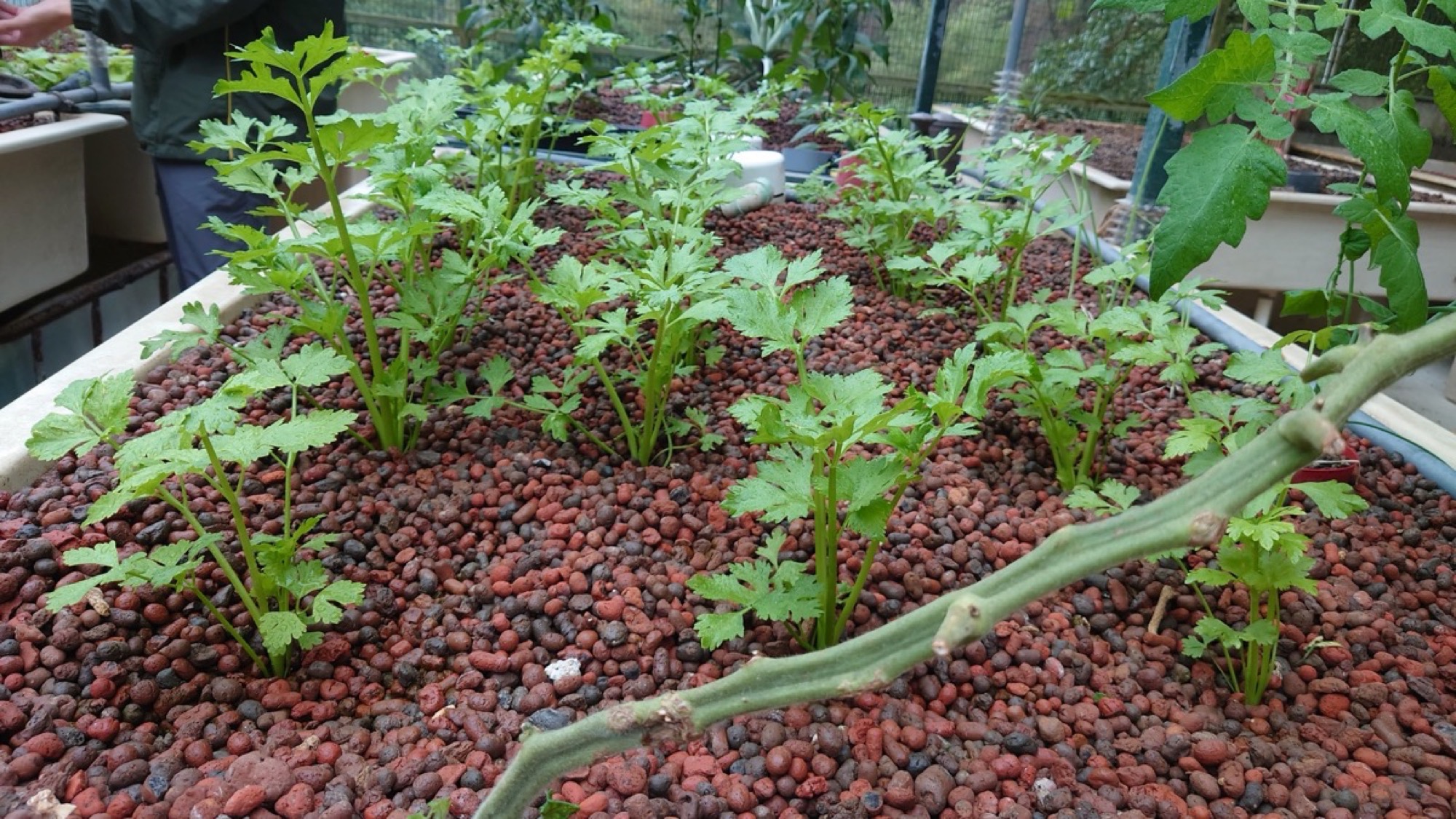魚菜共生種植槽的陶粒介質上長出一棵棵西芹