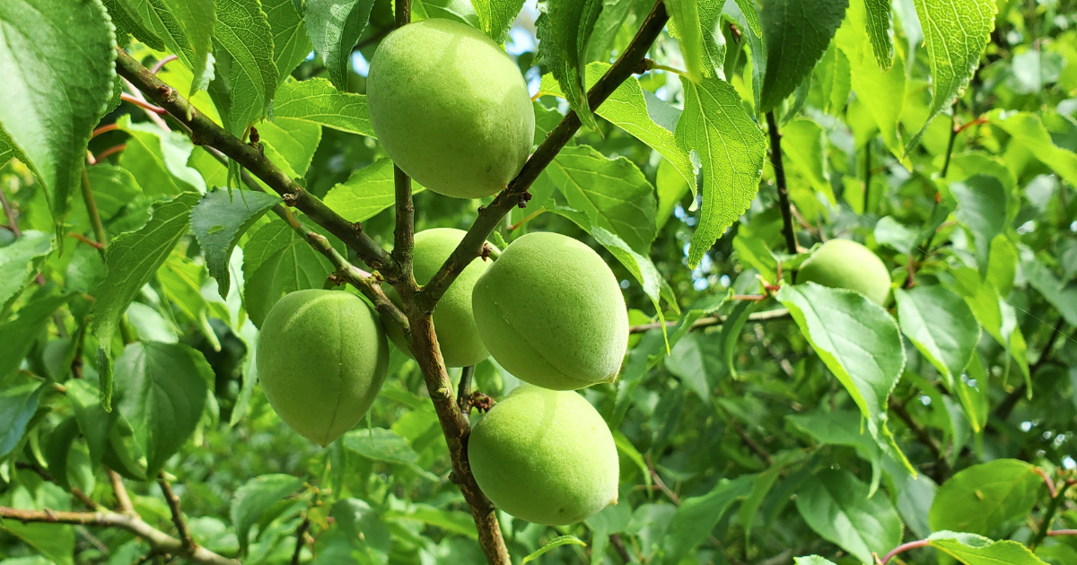 Unripe green flowering apricots ripening on the branch among fresh leaves