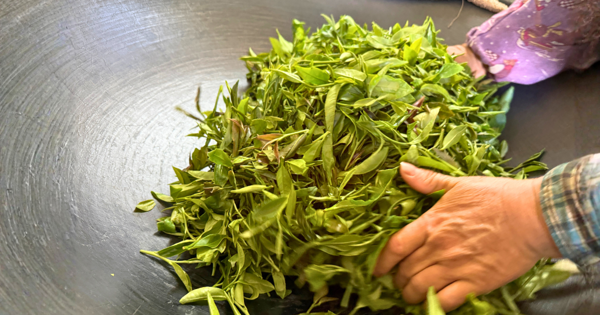 Hands turning freshly picked tea leaves in a large steel pan during pan-firing
