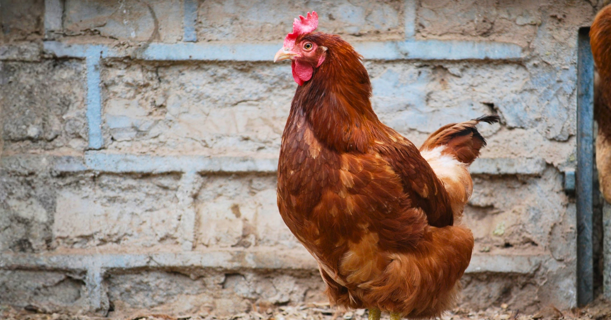 A reddish-brown hen standing in front of a stone wall