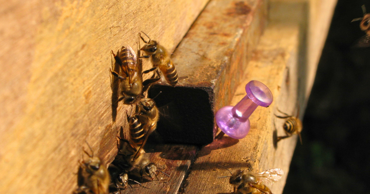 Chinese honeybees clustered at the entrance slot of a wooden hive