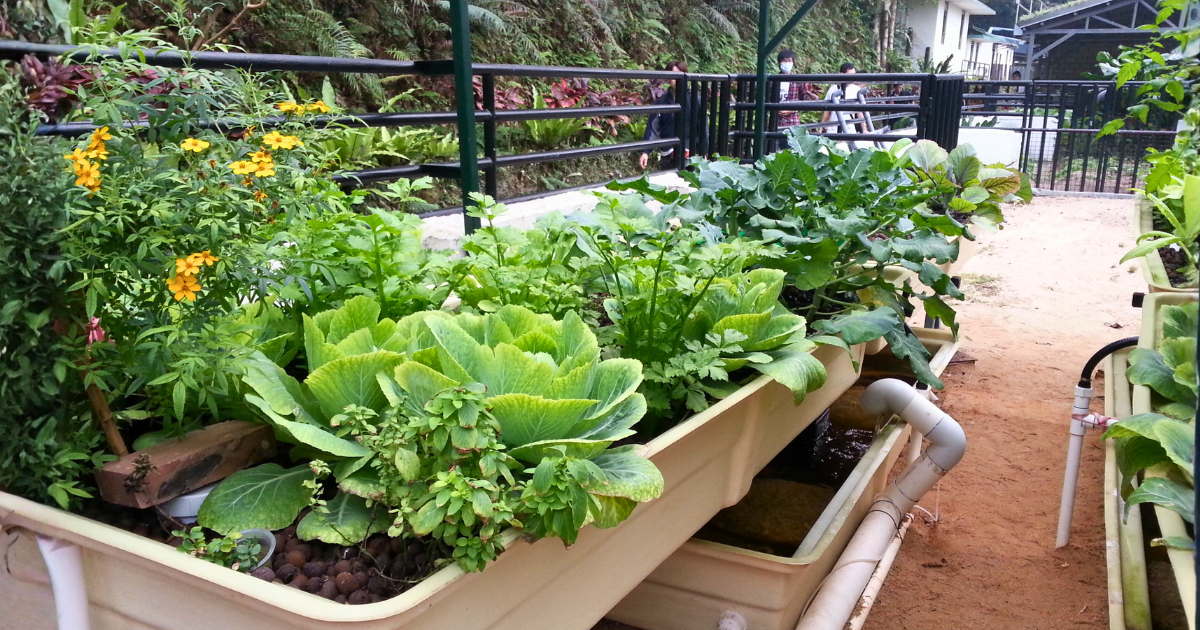 Aquaponic grow beds planted with lettuce, mustard greens and marigolds, linked by white pipework