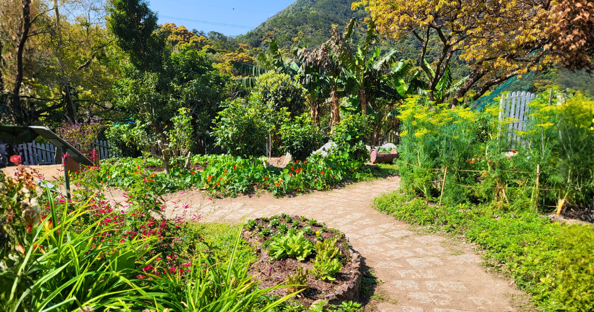 A path winding through the Eco-garden between flowering borders, vegetable beds, fennel and banana plants, with hills behind