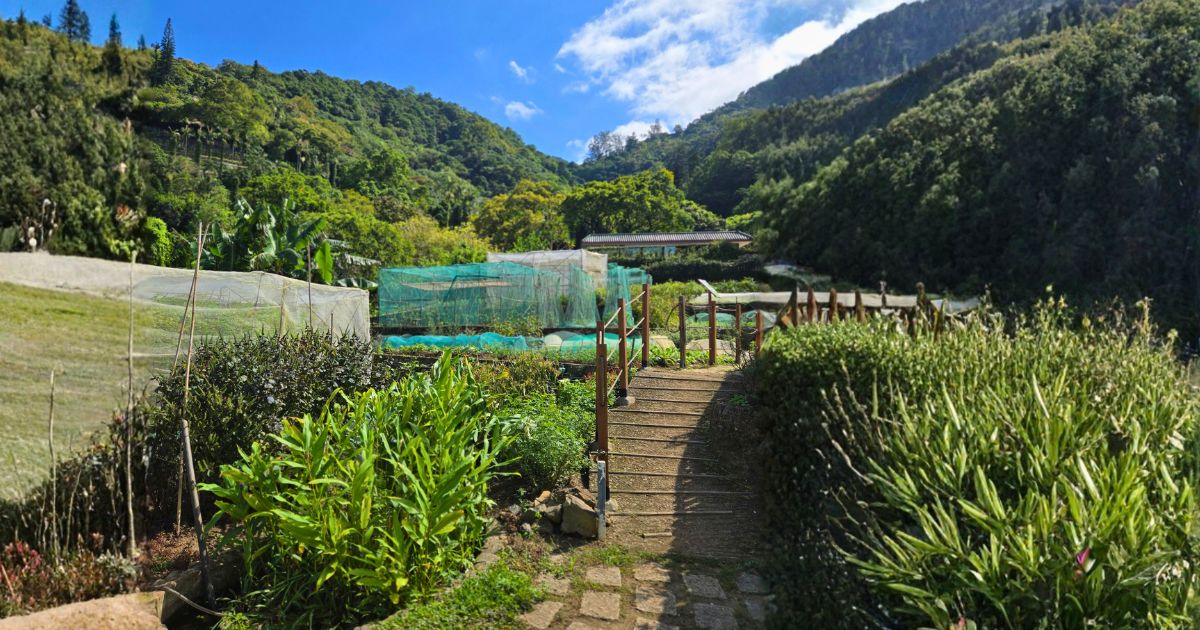 Stone steps rising between planted terraces and netted crop beds, with wooded hillsides on both sides