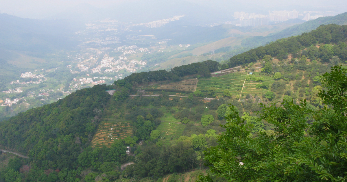 Terraced planting strips on the upper hillside seen from above, with the New Territories valley in the haze beyond