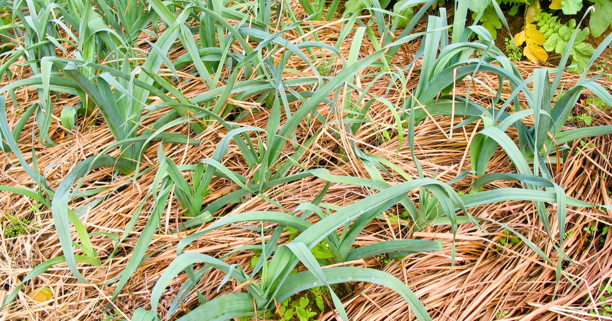 Garlic plants growing up through a thick straw mulch spread across the bed
