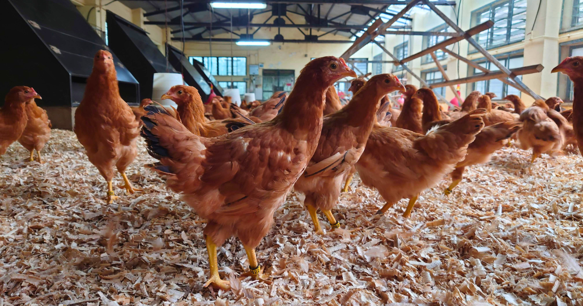 Hens moving across a deep bed of woodchips inside the chicken house, the bedding that absorbs manure in place of washing it down