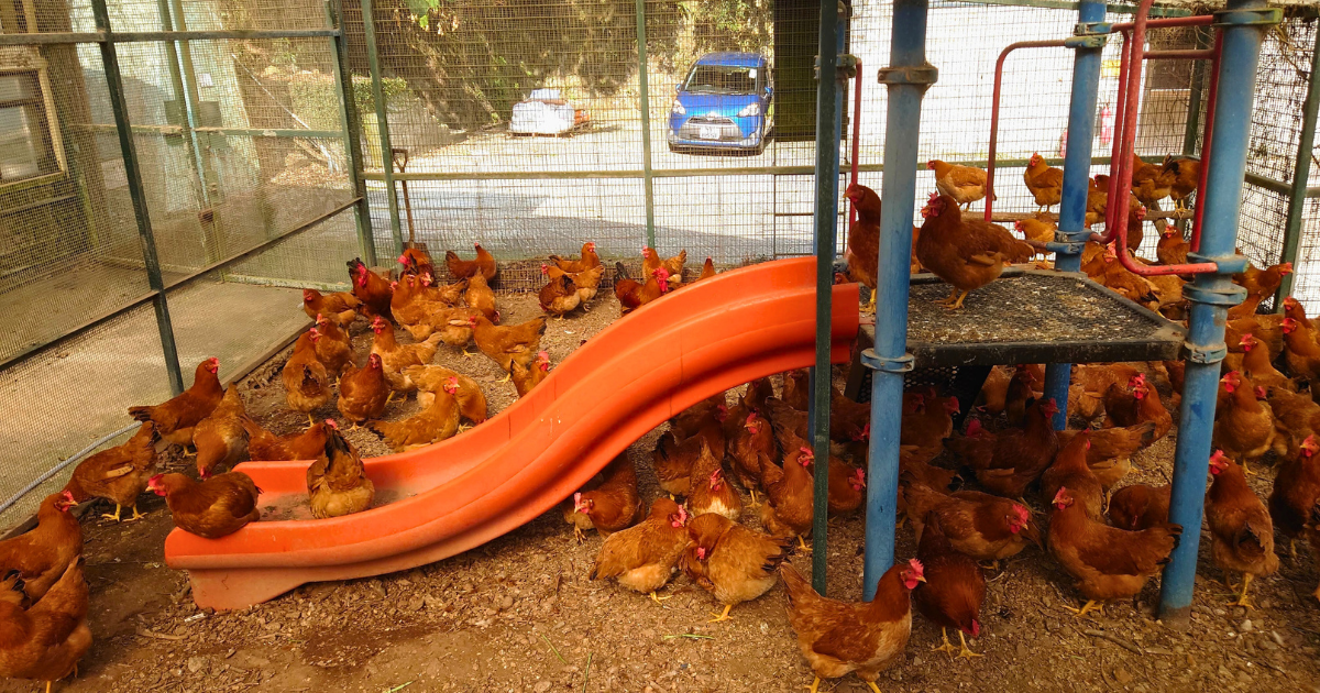 Hens ranging in a large semi-outdoor run fitted with a raised platform and a slide to climb on