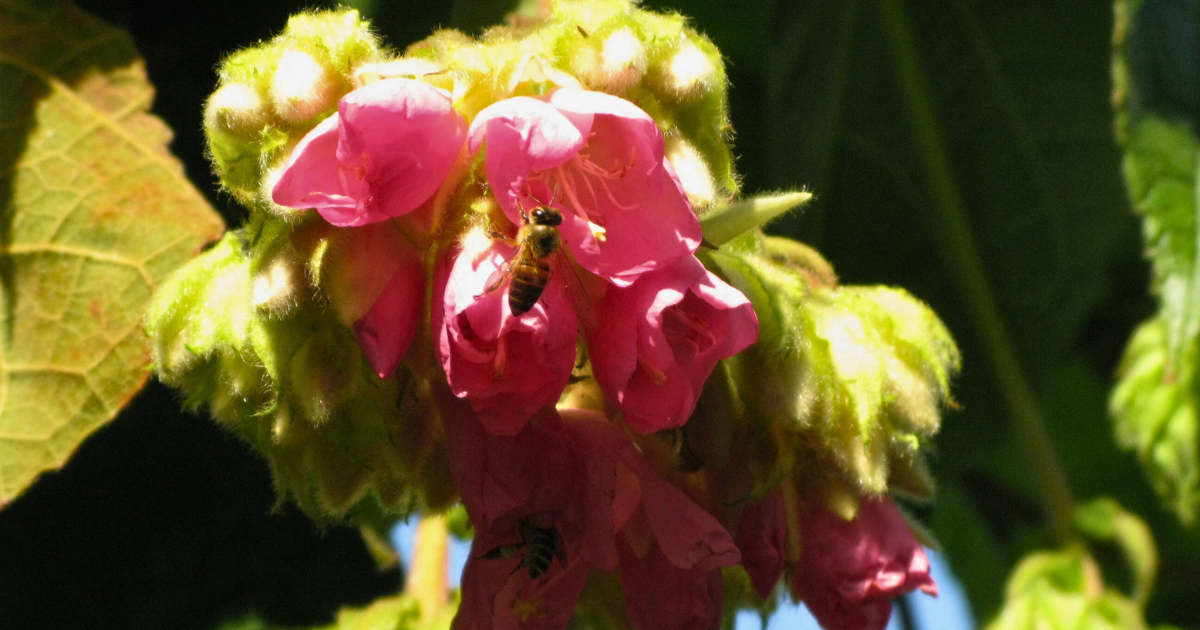 A honeybee feeding on a cluster of pink blossoms in bright sunlight