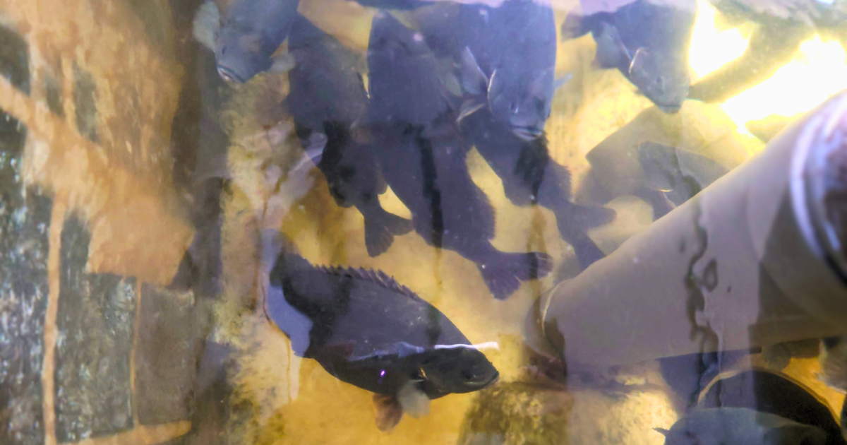 Jade Perch swimming in the aquaponics tank beside the inlet pipe