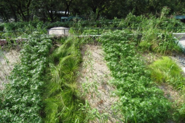 本園的濕地污水處理系統