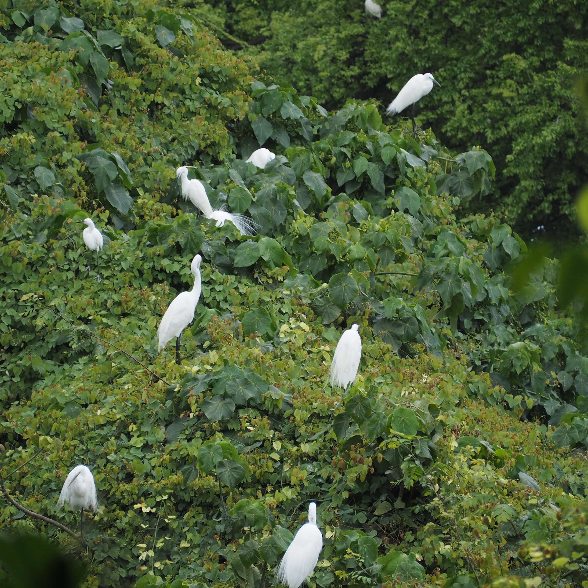 The Green Hub project factors Tai Po Egretry in project design for integrated conservation