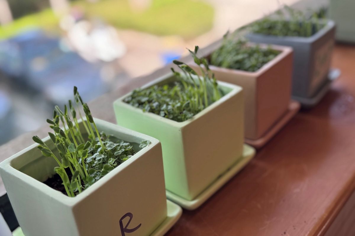Horticulture therapy is one of our means to facilitate recovery