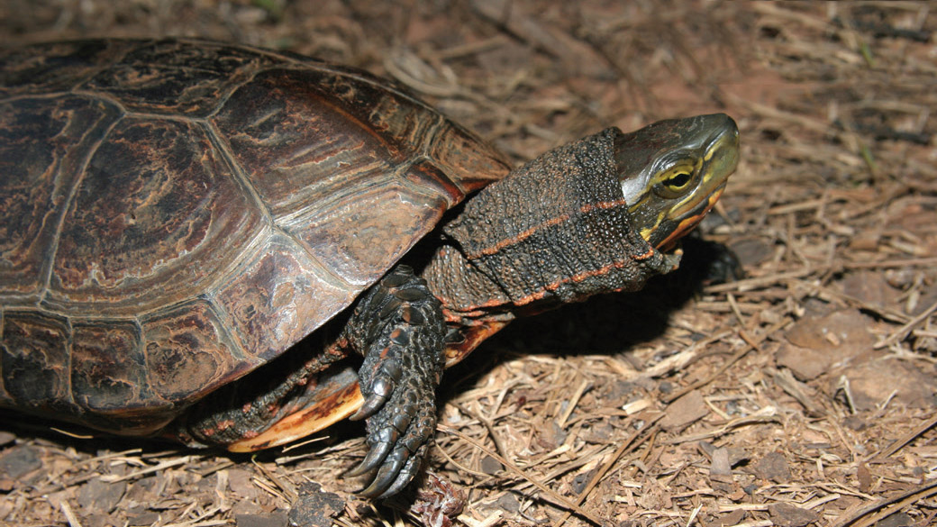 Asian Box Turtle - KFBG Kadoorie Farm & Botanic Garden