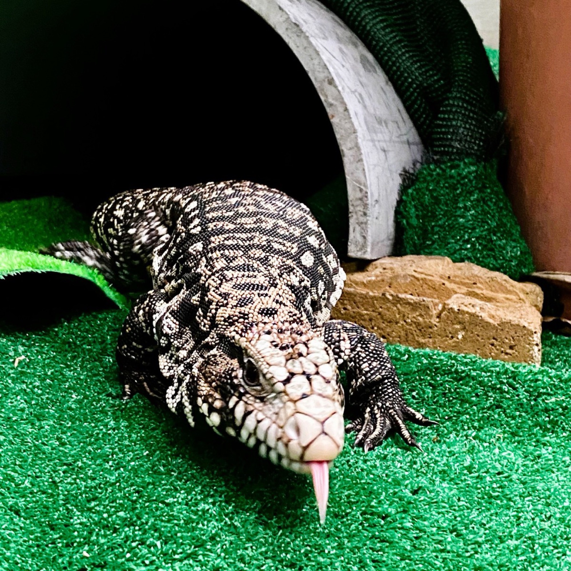 Secrets of the Tegu Monitor Lizard