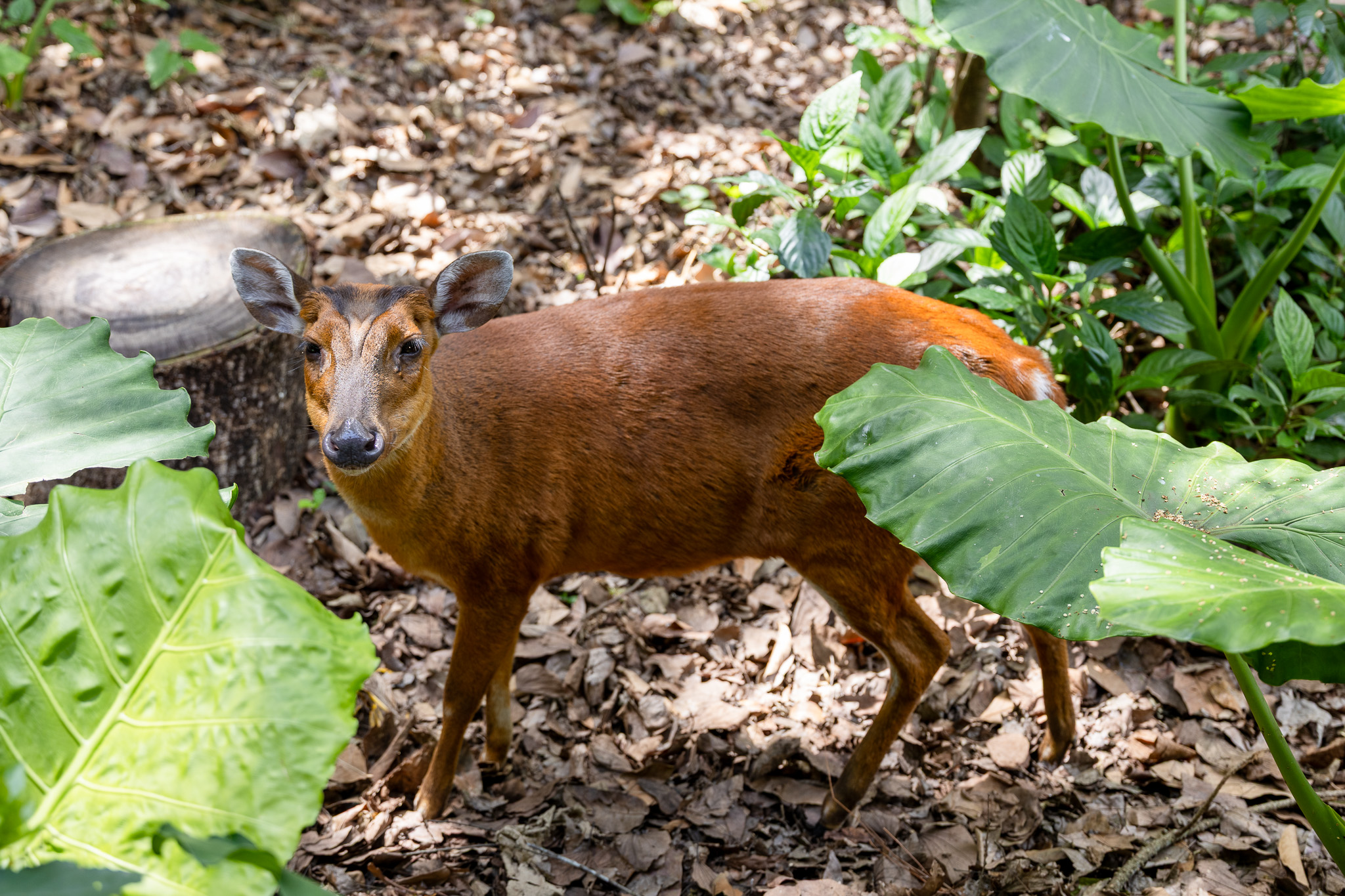 Mammal Conservation Class