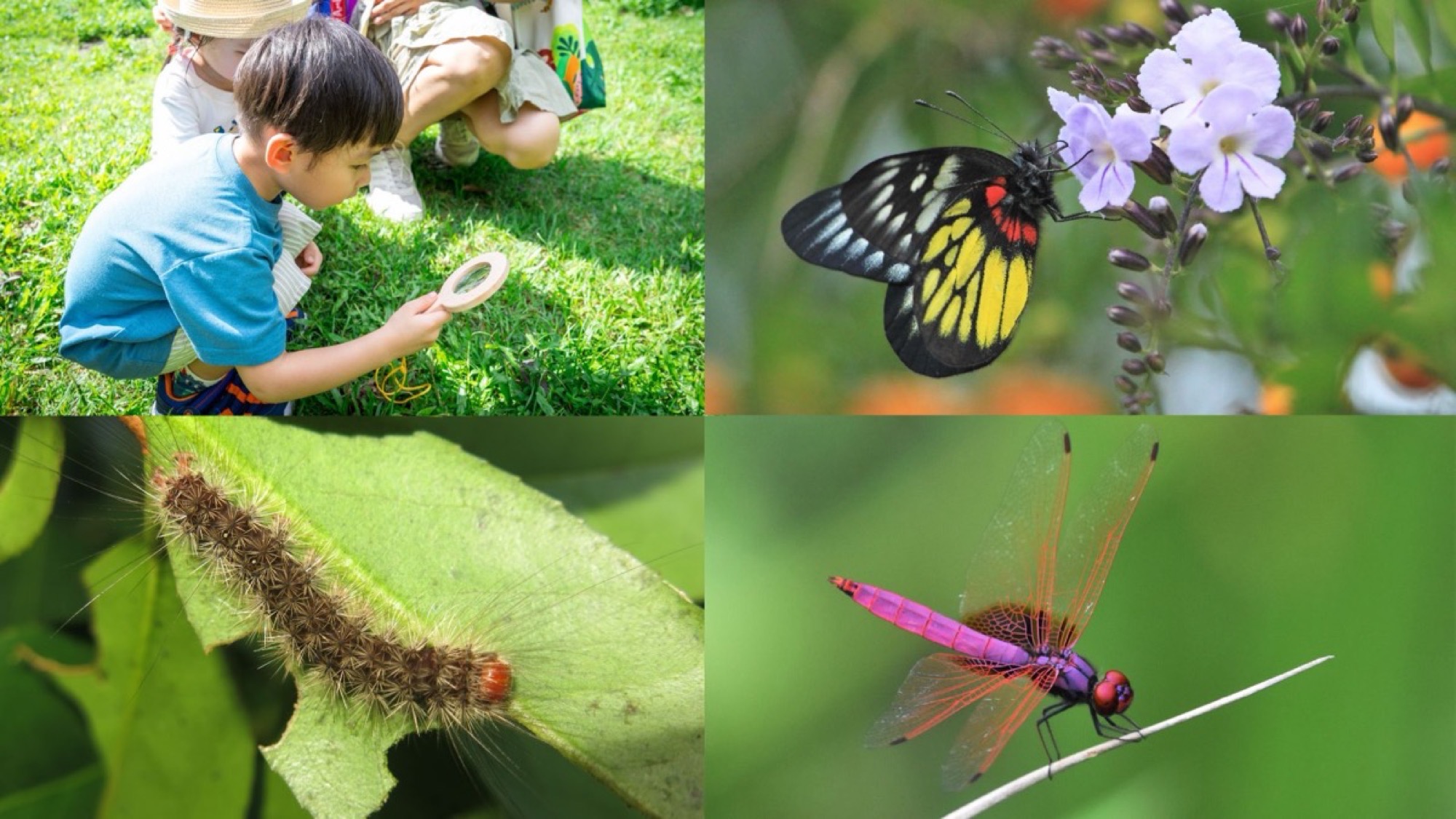 Bug Safari: Air, Land & Water