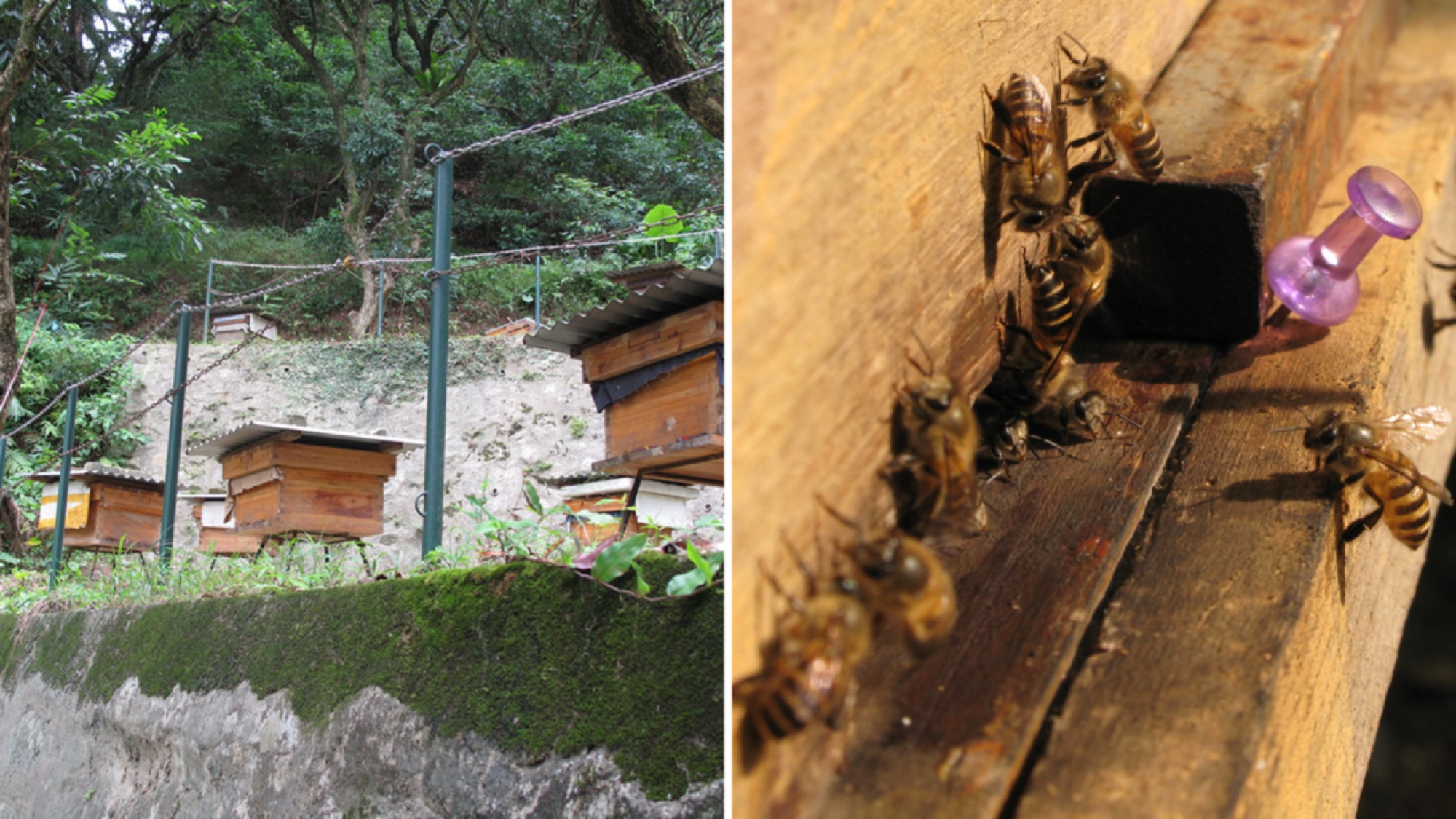 Summer Bee Show